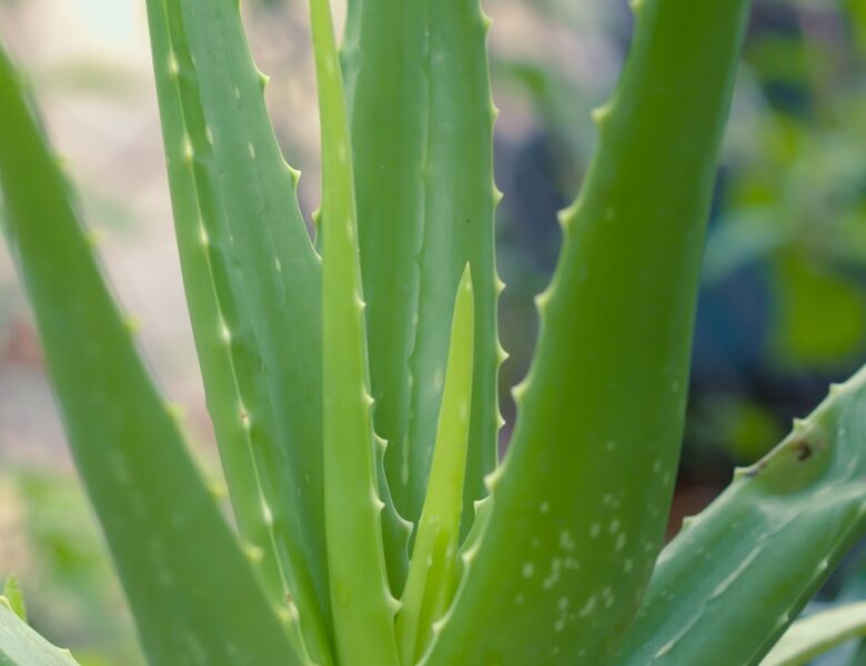 L’ALOE VERA – Plante médicinale adaptogène