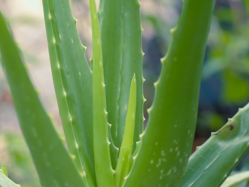 L’ALOE VERA – Plante médicinale adaptogène